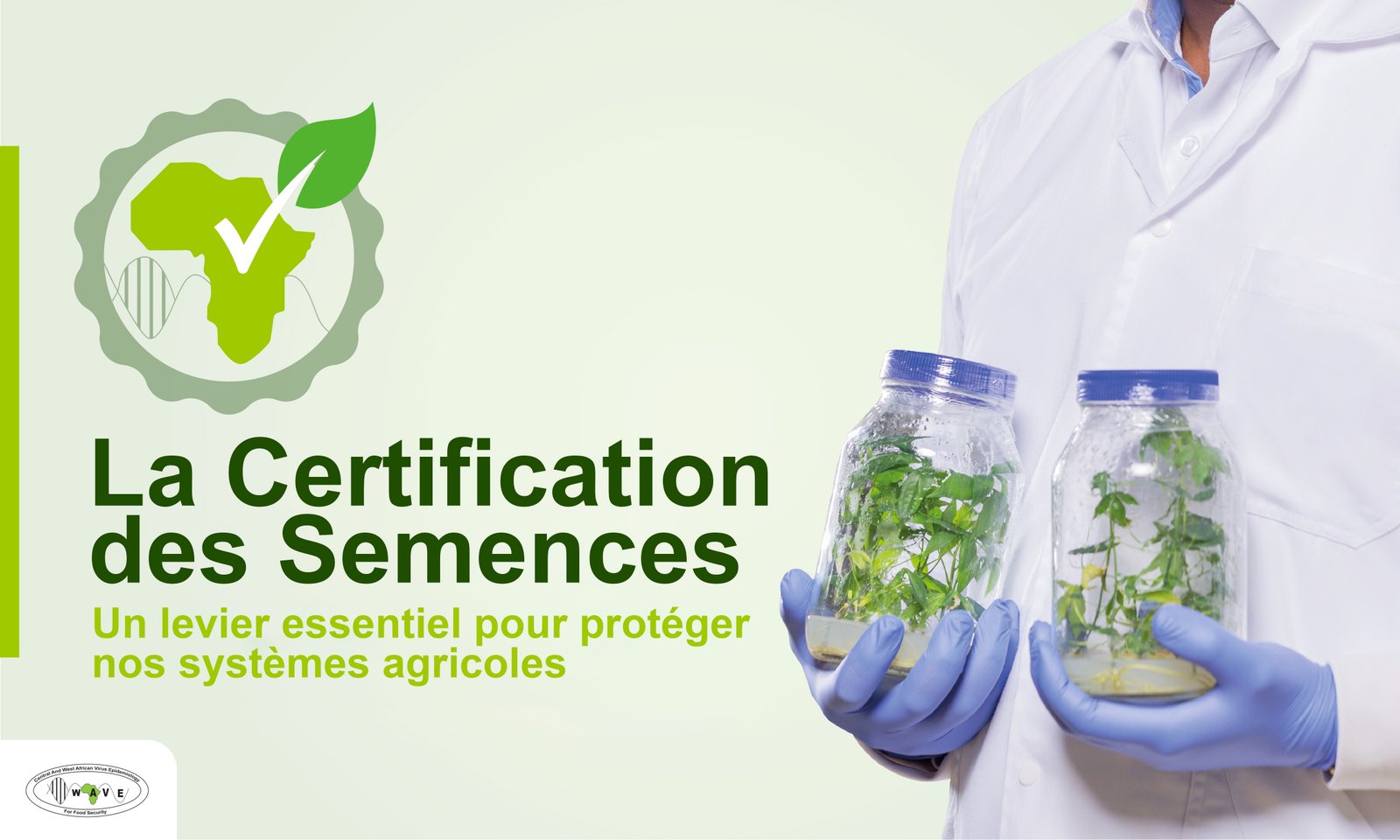 Seed Certification: a crucial tool for tackling plant diseases and safeguarding food security in Central and West Africa