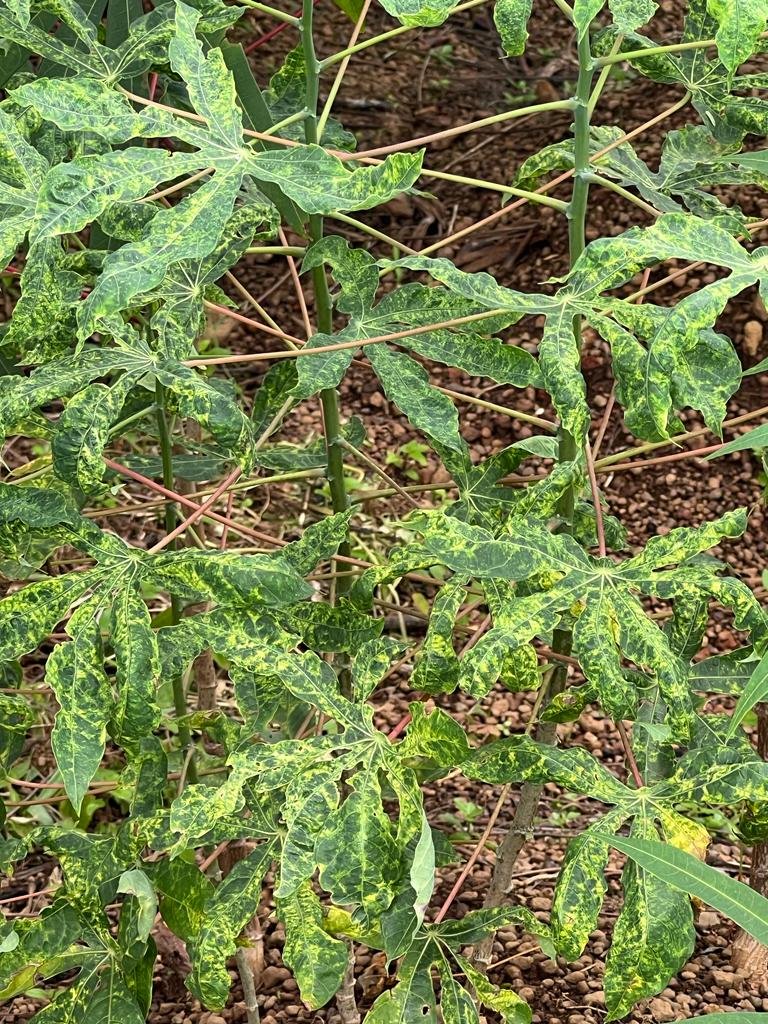 EACMV-UG, a virulent strain of a viral species causing cassava mosaic disease, is now present in Côte d’Ivoire