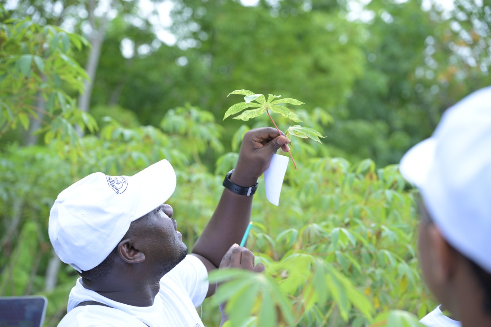 Breakthrough in Cassava Disease Diagnostics