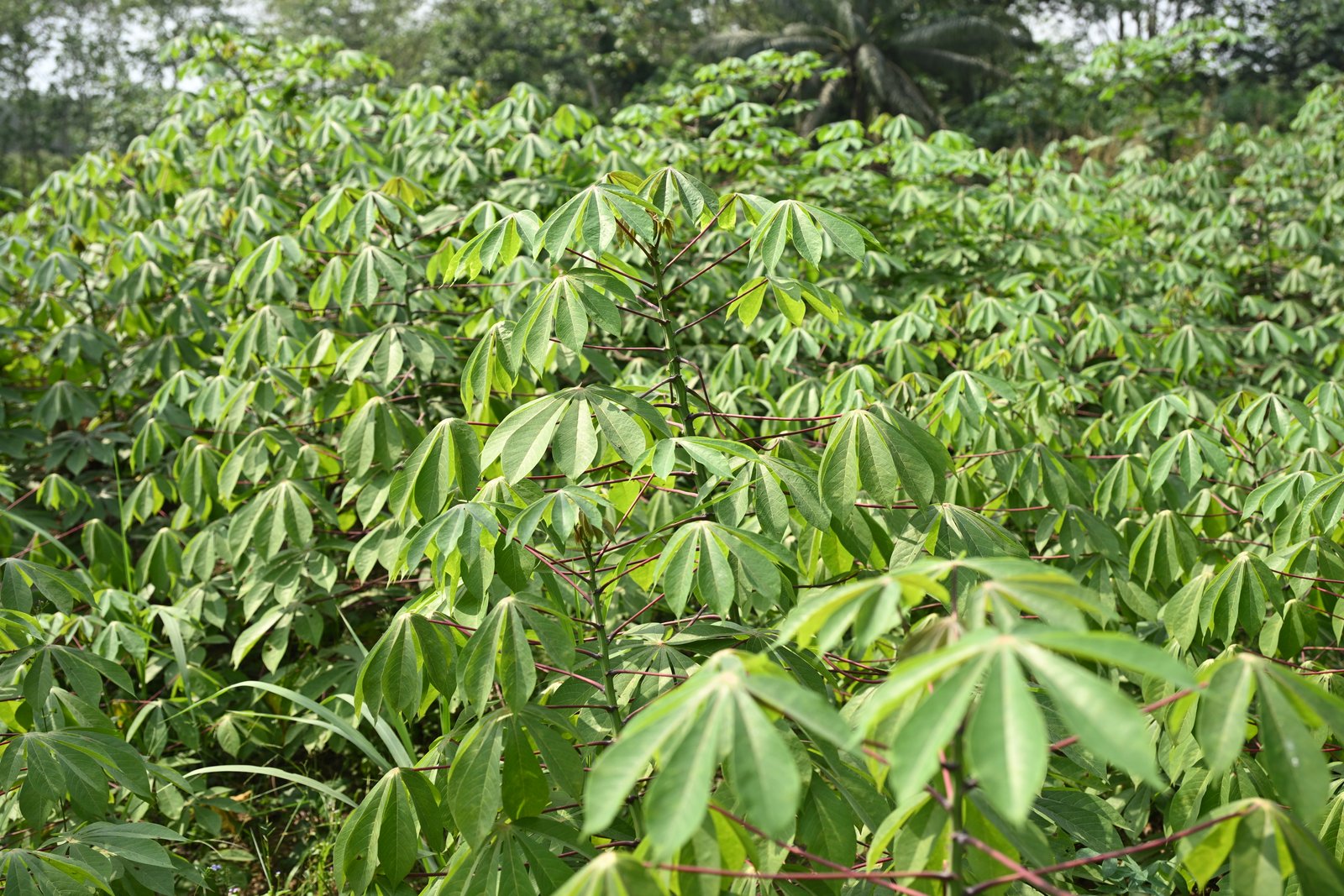 Cassava
